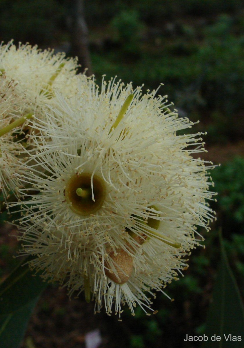 Eucalyptus grandis W.Hill ex Maiden